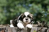 SHIH TZU 354